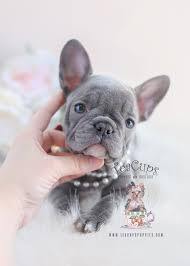 **new blue french bulldog puppies coming july 28th **. Teacup Puppy Breeds For Sale Teacup Puppies Boutique