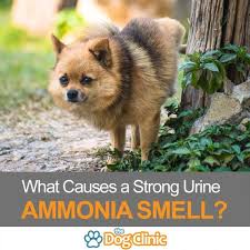 Urine Ammonia Smell Dog Urine Dog Pee Smell Urinal
