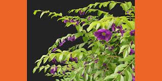 Image result for Thunbergia erecta