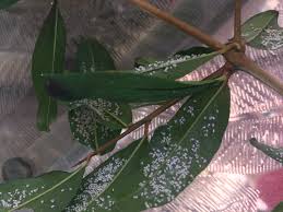 Place your thumbs in the hole left by the crown and pull the pomegranate apart. White Object Under Pomegranate Tree Leaf Gardening Landscaping Stack Exchange