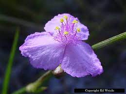 We did not find results for: Blue Florida Wildflowers Page 1 Of 3