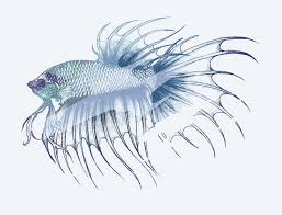 Betta splendens now come in a plethora of colors and fin types. Candace Breakell Crowntail Betta