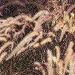 Image result for Cenchrus polystachios