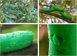 Call a & j pest bird services inc for help.we offer squirrel. Risk Of Bird Predation And Defoliating Insect Abundance Are Greater In Urban Forest Fragments Than Street Trees Springerlink