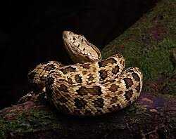 Image result for Bothrops punctatus