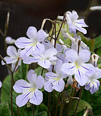 Image result for Streptocarpus myoporoides