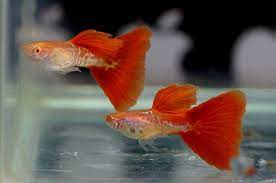 Ikan hias aquarium tanpa mesin oksigen atau aerator adalah jenis ikan hias yang sangat mudah untuk dipelihara dan sangat. 12 Jenis Ikan Hias Aquarium Tanpa Oksigen Dan Filter