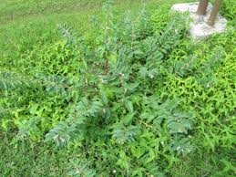 Image result for Pedaliaceae