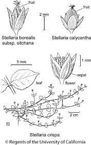 Image result for Stellaria