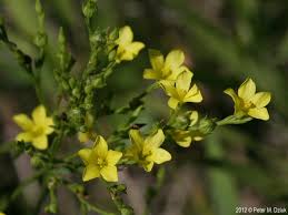 Image result for Limeum sulcatum