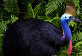 Referat despre pasari rapitoare caractere generale corpul păsărilor răpitoare este robust cu piept dezvoltat, corpul fiind relativ scurt. Top 10 Pasari Periculoase Care Te Pot Ucide Galerie Foto Mobile