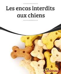 Les Encas Interdits Aux Chiens My Animals Friandises Chien Chien Alimentation