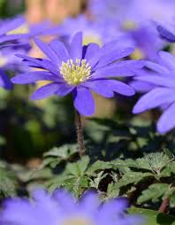 The gorgeous blue shades of this delightful anemone will make a stunning, early spring carpet of colour in your beds and borders. Buy Anemone Blanda Blue Shades Winter Windflower De Warande Strongbulbs Com