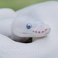 Leucistic Ball Python Snake Owned By The Great Brookieecookierawr By Mark Kostich Photography Pet Snake Cute Snake Cute Reptiles