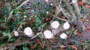 How do you remove a privet hedge? Honey Fungus How Much To Remove Bbc Gardeners World Magazine