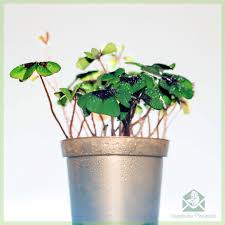 Plum crazy loves sun and heat, but will also tolerate shade. Geluksklavertje Oxalis Deppei Kopen En Verzorgen Stekjesbrief Nl