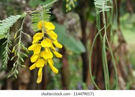 Image result for Sesbania tetraptera