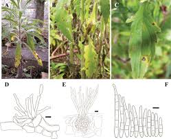 Image result for Conyza limosa