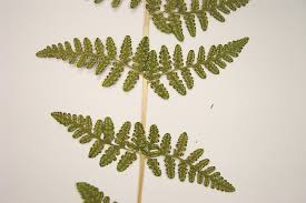 Image result for Woodsiaceae