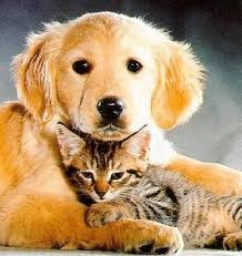 We did not find results for: A Puppy And Kitten Cuddling Cute Cats And Dogs Silly Cats Pictures Kittens And Puppies