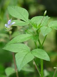 Image result for Cleome rutidosperma