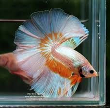 Ohm Big Super Gold Butterfly Breeding Betta Fish Betta Fish Betta