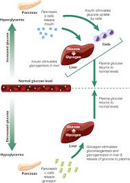 5.2 hypoglycemia in patients with insulinoma in patients with insulinoma, administration of glucagon may produce an initial increase in blood glucose; The Role Of Glucagon In The Pathophysiology And Treatment Of Type 2 Diabetes Sciencedirect