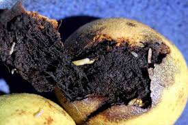 Image result for Rhagoletis completa