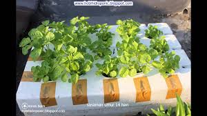 Hasil gambar untuk bayam hidroponik