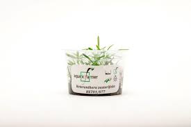 Image result for Heteranthera callifolia