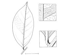 Image result for Scytopetalum pierreanum