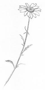 Black And White Daisy Tattoo Designs Daisy Sketch Carol S Drawing Blog Daisy Flower Tattoos Small Daisy Tattoo Flower Sketches