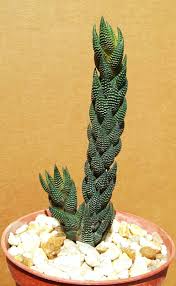 Buy cactus succulent plant online. Pin On Succulent Plants