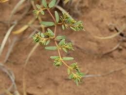 Image result for Euphorbia neopolycnemoides