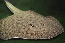 Image result for Stingray