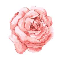 Blush pink watercolor flowers png. Watercolor Pink Flowers 591 591 Transprent Png Free Download Pink Plant Flower Cleanpng Kisspng