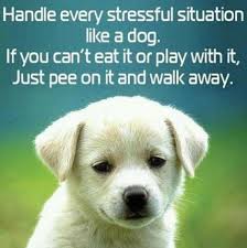 Dog Quotes Animals Cute Animals Funny Animals