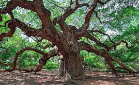 Facebook gives people the power to share and makes the world more open and. Executive Tree Care Linkedin