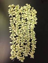 Maybe you would like to learn more about one of these? 8 Vivek Flowers Ideas Flowers Plant Leaves Indian Wedding Garland