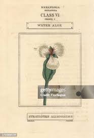 Image result for Ottelia kunenensis