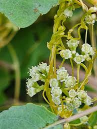 Image result for Cuscuta australis