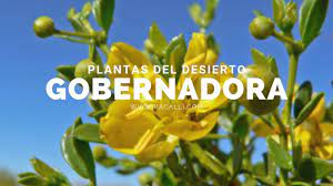Esto es porque la planta gobernadora posee un ácido llamado nordihidroguaiarético, un potentísimo antioxidante. Plantas Del Desierto La Gobernadora Youtube