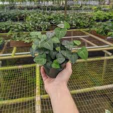 Image result for Hedera