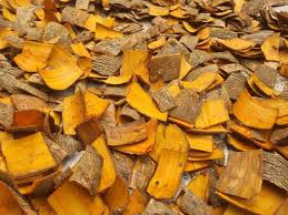 Image result for Harungana madagascariensis