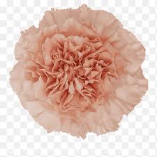 Light Pink Candy Carnation Flower Carnation Light Pink Flower Perri Farms Wholesale Carnation Orange Color Png Pngegg