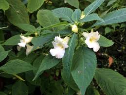 Image result for Impatiens assurgens