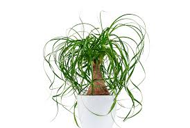Though many ferns are not safe for pets, the boston fern is one of the exceptions. 20 Plants That Are Safe For Children Cats And Dogs