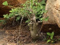 Image result for Adenia fruticosa