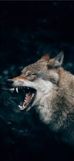 Kitten #foxlove #ilovefoxes #fox #foxes. Best Canine Iphone X Hd Wallpapers Ilikewallpaper