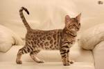 Bengal Cat Breed Profile | Petfinder